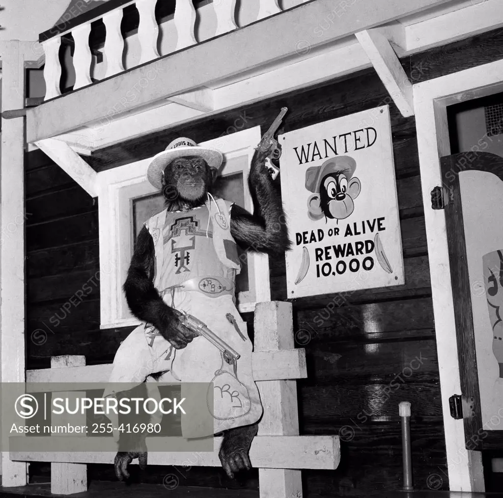 Monkey wearing cowboy clothing and holding guns with wanted poster