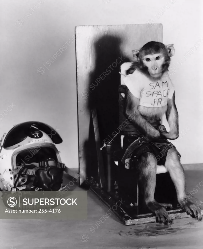 Monkey sitting on a chair and being trained for space research work, School of Aviation Medicine, Randolph Air Force Base, Texas, USA