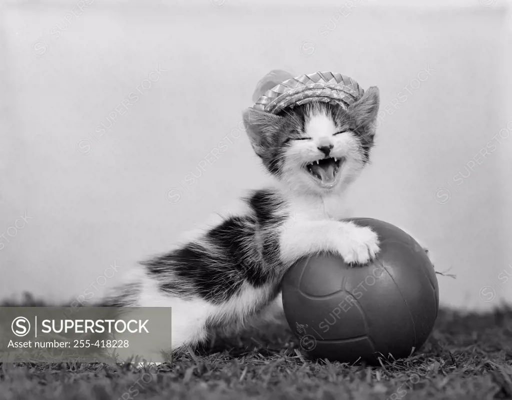 Cute kitten with ball