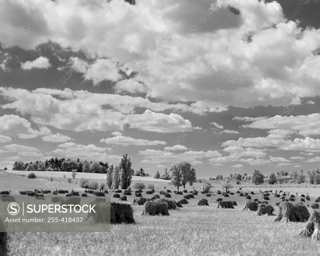 Infrared view of hay field
