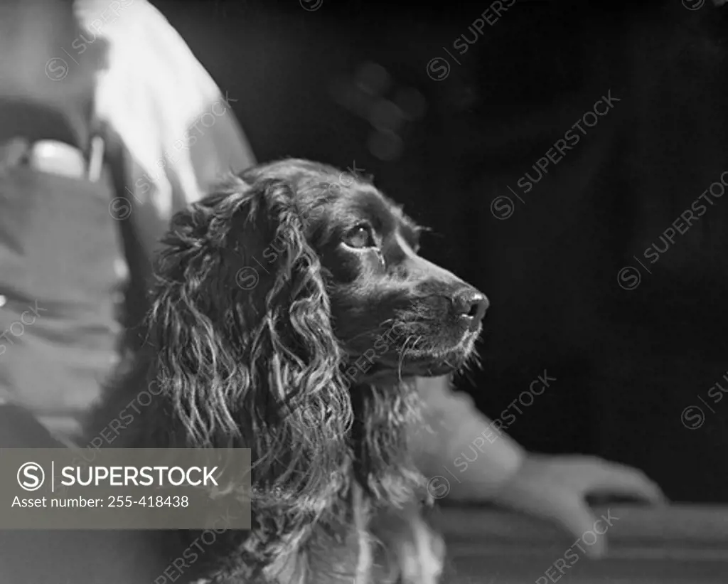 Cocker spaniel looking away, man in the background