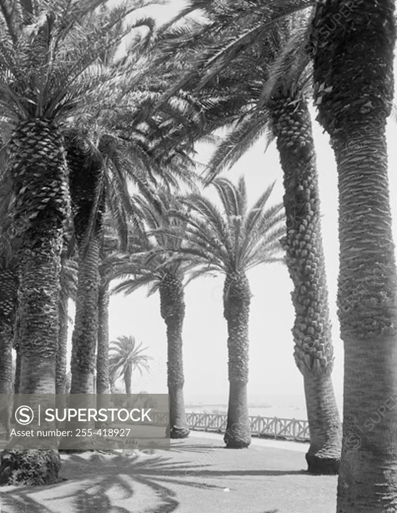 Palm trees along walkway