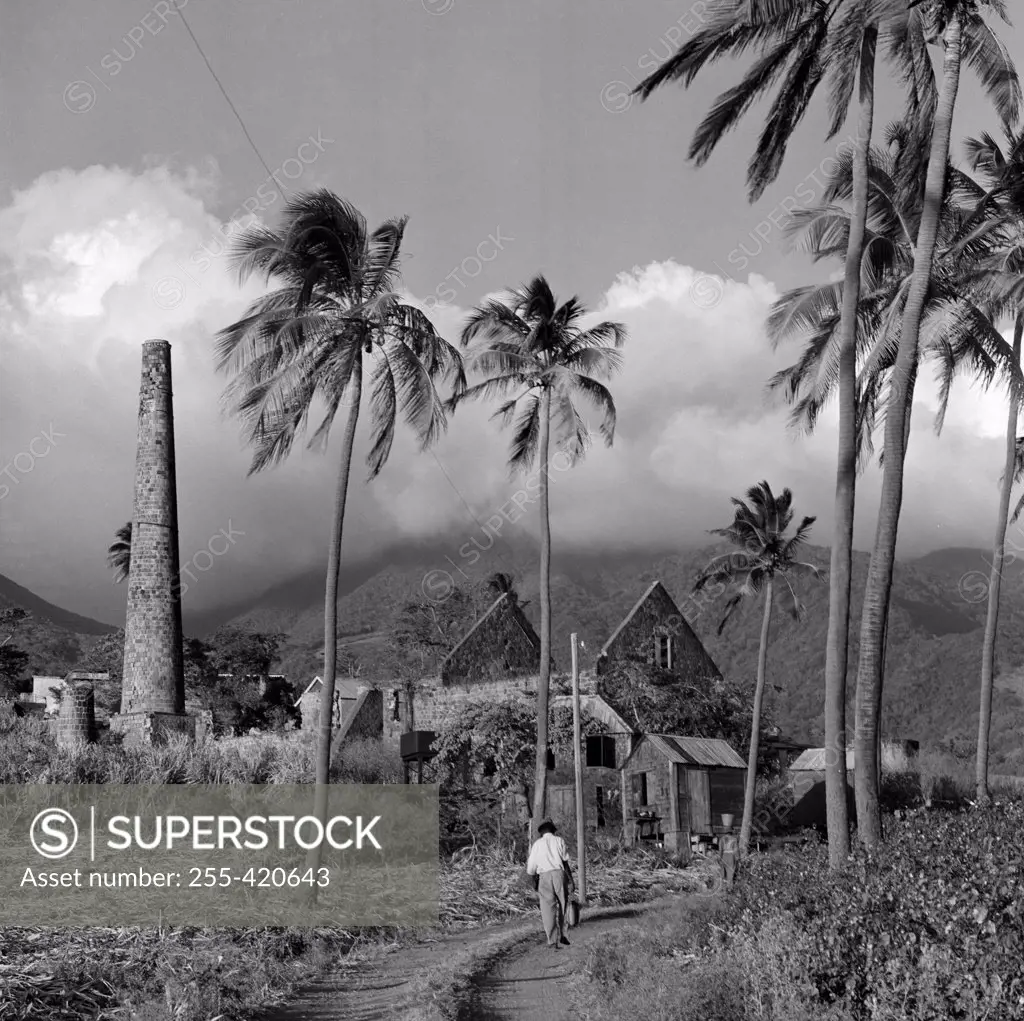 West Indies, Saint Christopher Island, smoke stack between palm trees