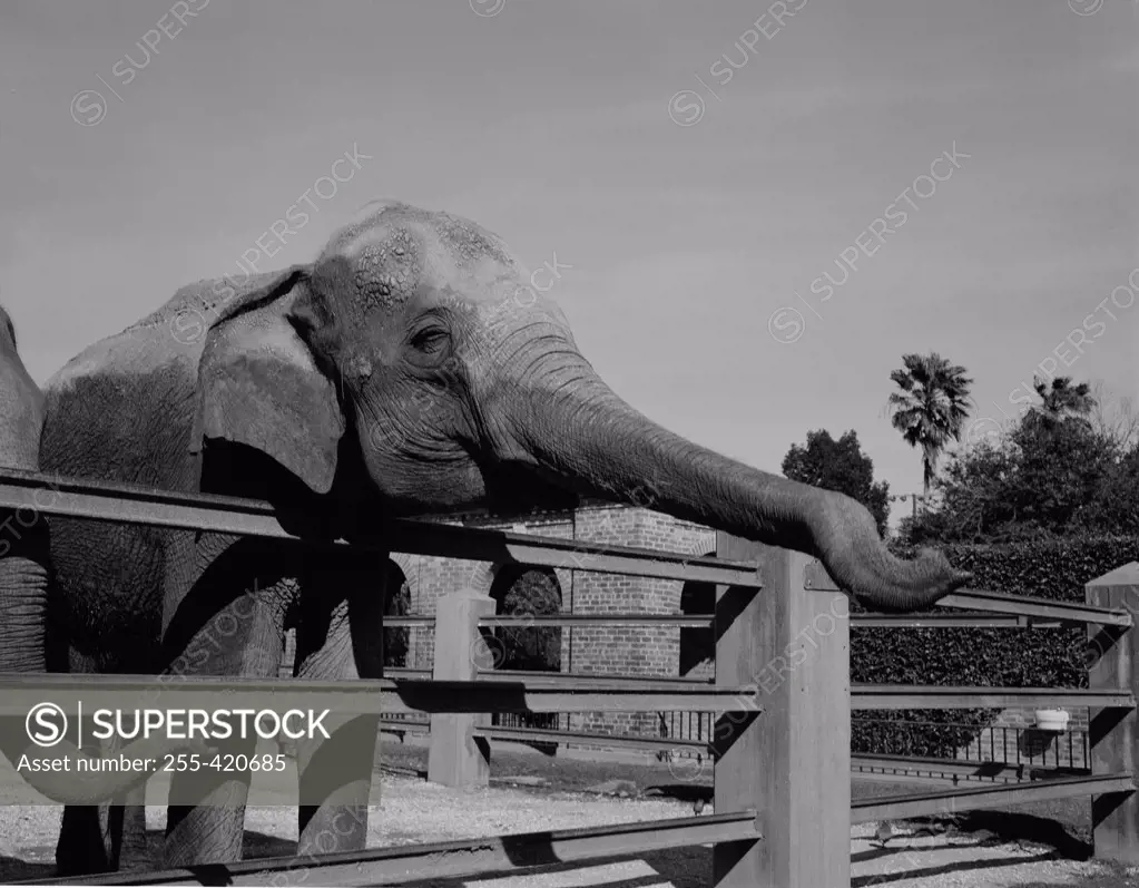 USA, Louisiana, New Orleans, Elephants in zoo