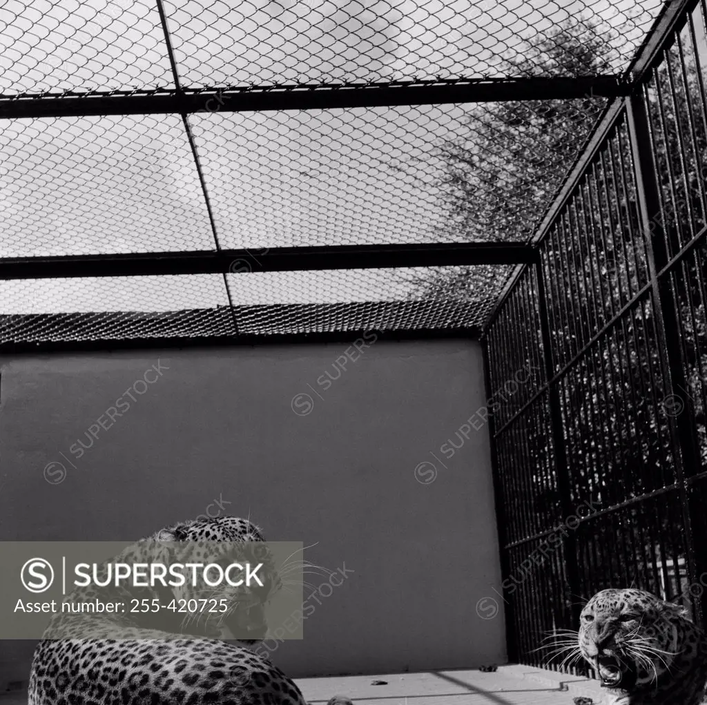 USA, Louisiana, New Orleans, Leopards in Zoo