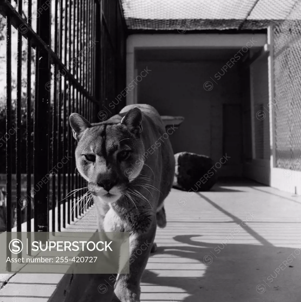 USA, Louisiana, New Orleans, Lioness in zoo