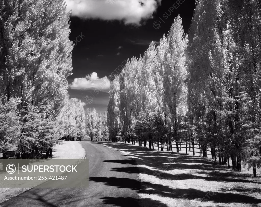 Road lined with poplars, infrared shot
