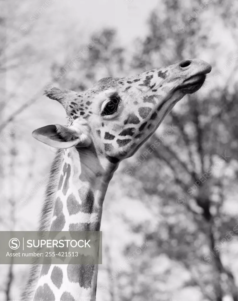 Head of giraffe (Giraffa camelopardalis)