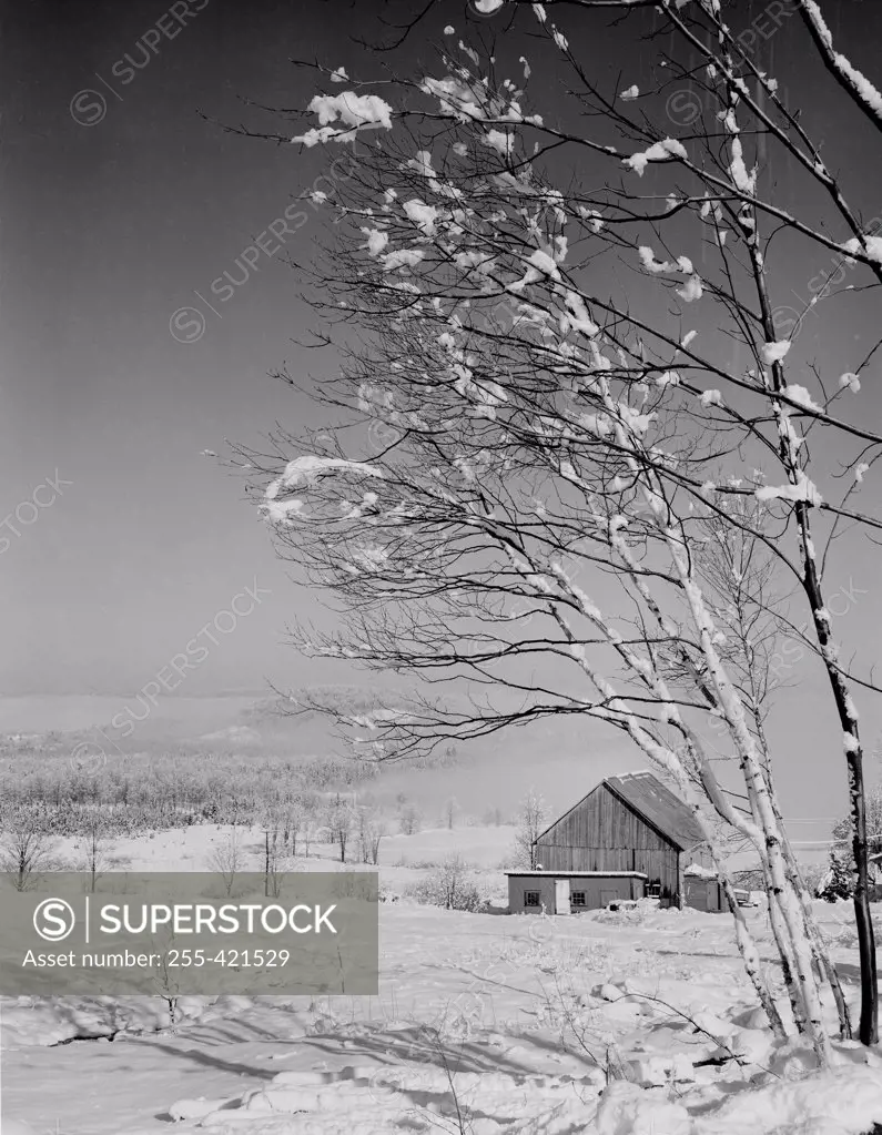 USA, New Hampshire, Lancaster, birches with heavy snow and fog, barn in background