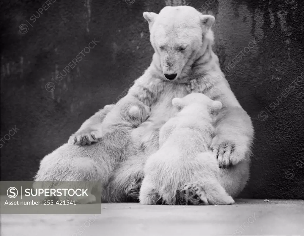 USA, Michigan, Detroit, zoo, female polar bear (Ursus maritimus) feeding her two cubs
