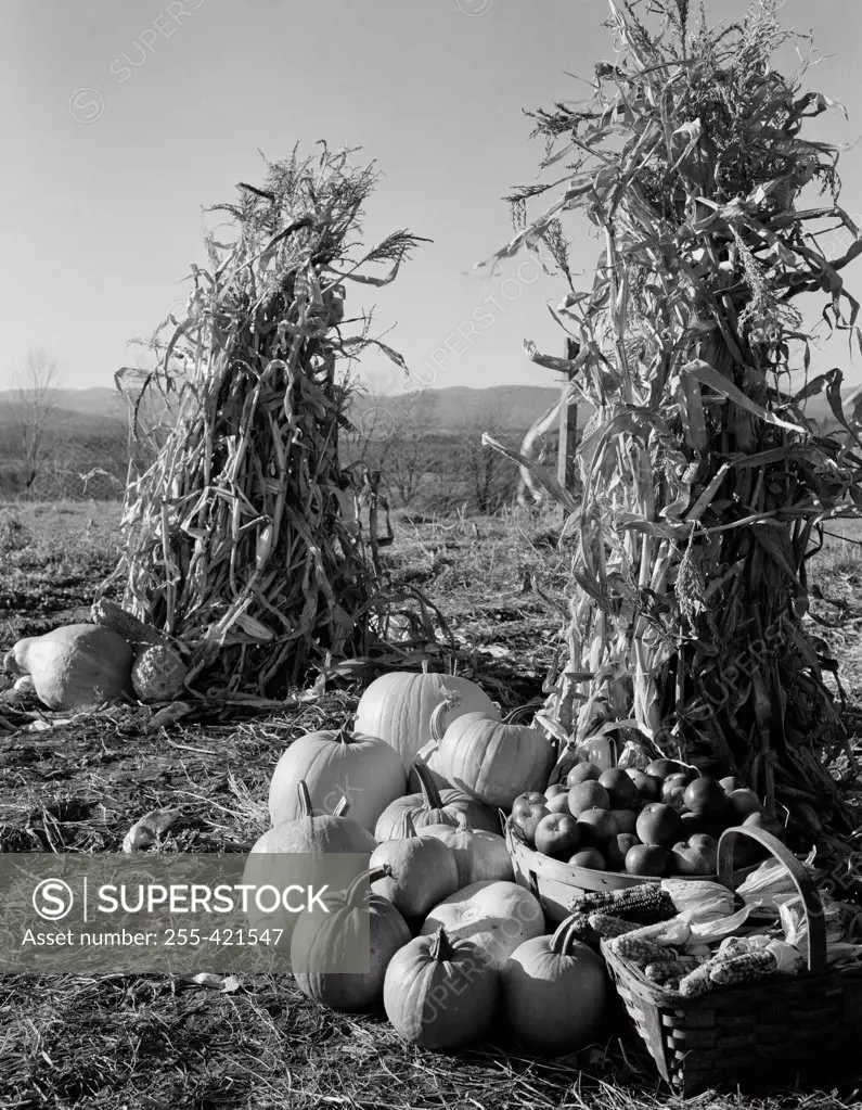 Pumpkins and corn stacks with baskets of apples