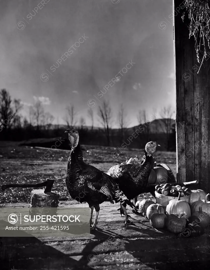 USA, New Hampshire, Lancaster, two turkeys in barn doorway, chopping block and axe