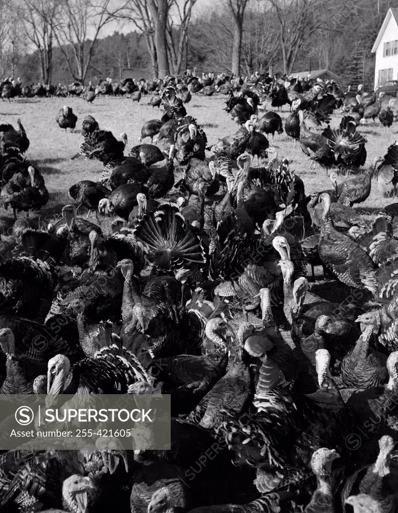 USA, New Hampshire, near Grafton, flock of turkeys on farm