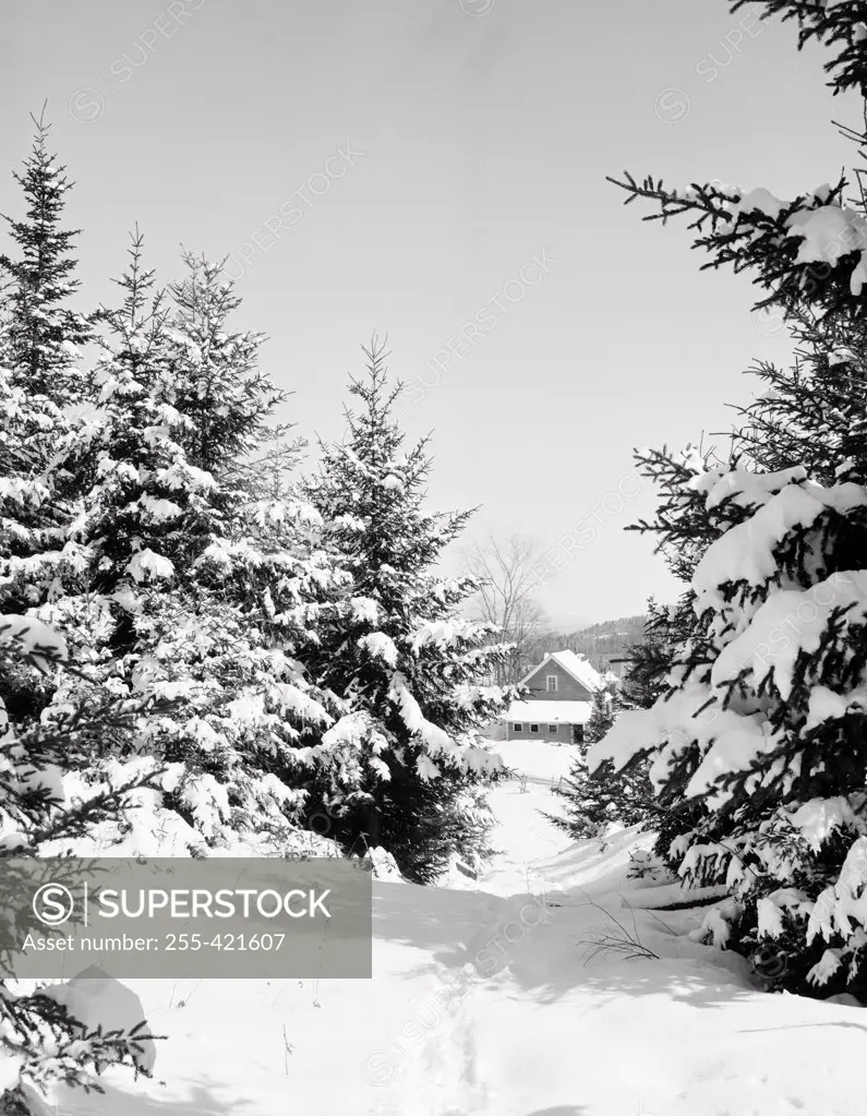 USA, New Hampshire, Grange, trail through snowy spruces, barn in background