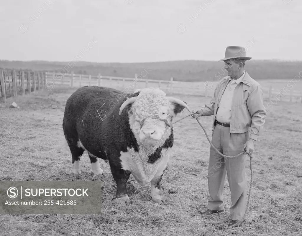 Farmer holding bull