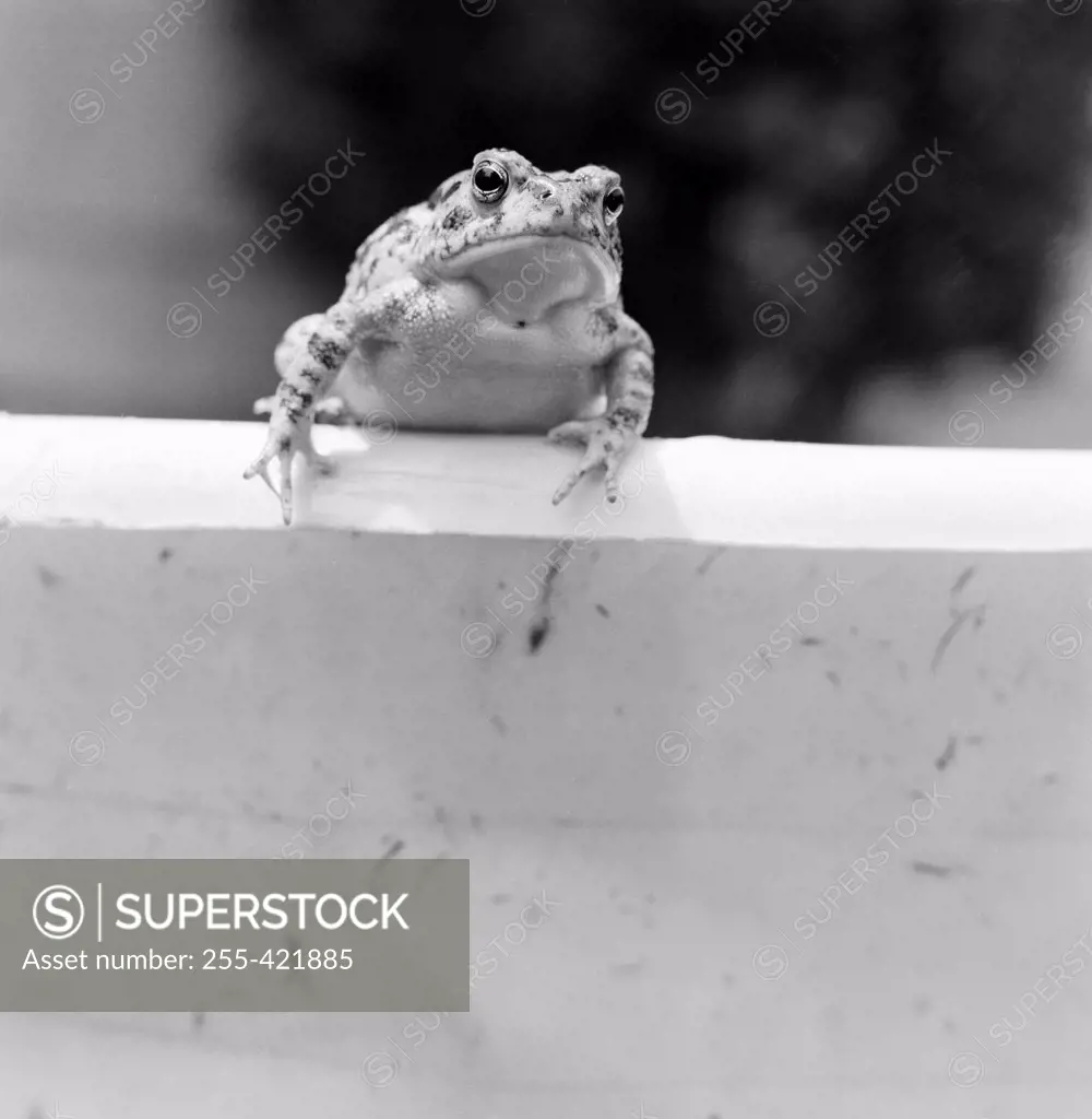 Toad sitting on wall