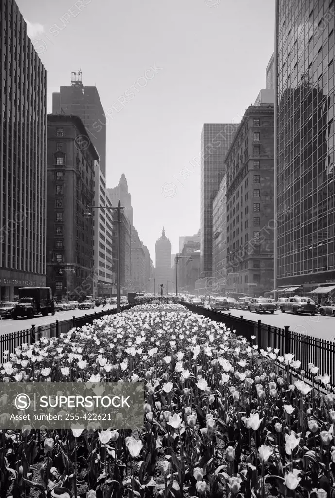 USA, New York State, New York City, 56th Street and Park Avenue Tulips in center strip