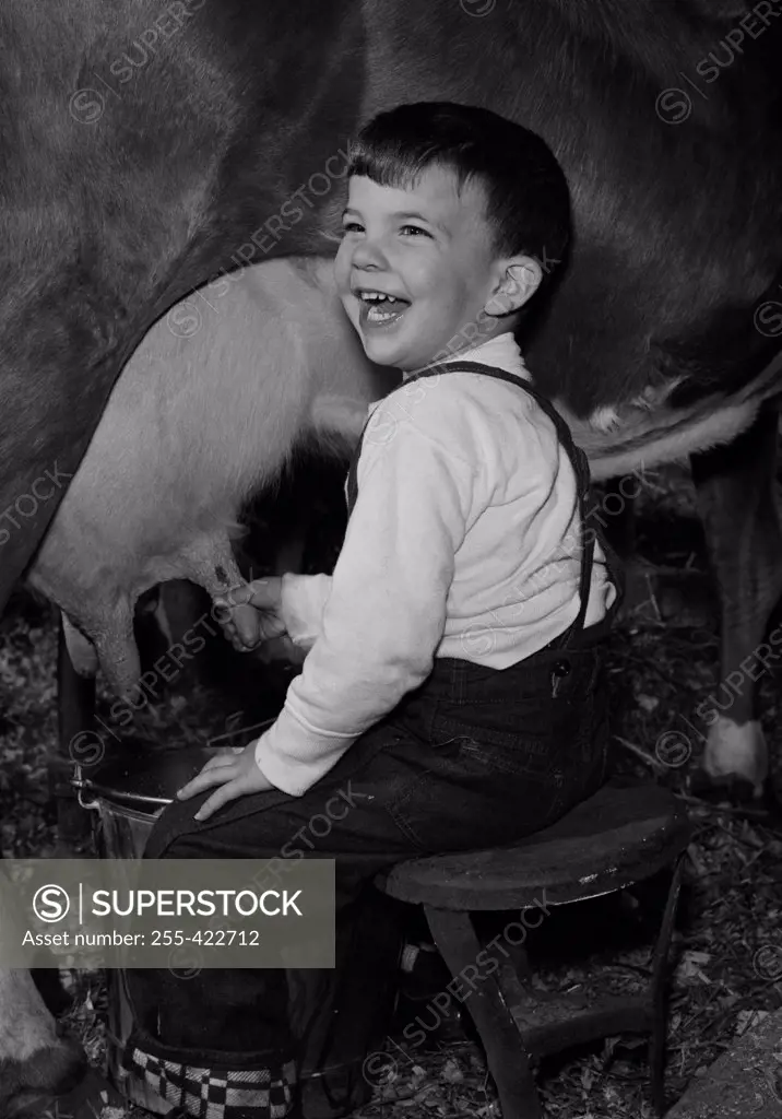 Boy milking cow