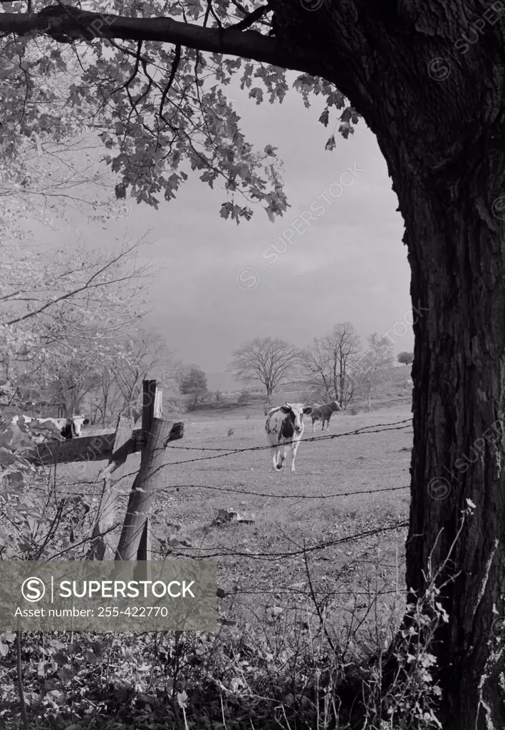 Pasture with cows