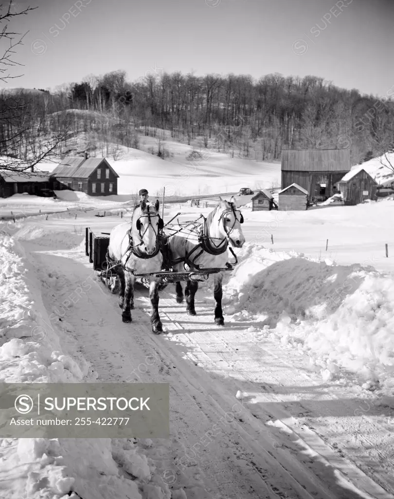 Horses pulling sleigh in winter