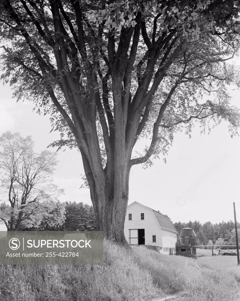 USA, New Hampshire, Conway, Largest Elm tree in New England