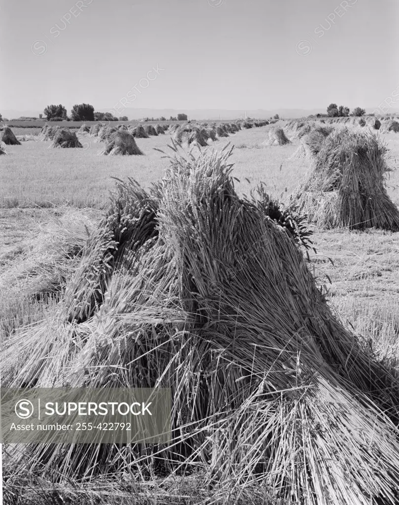 USA, Idaho, Twin Falls, straw bundles in field
