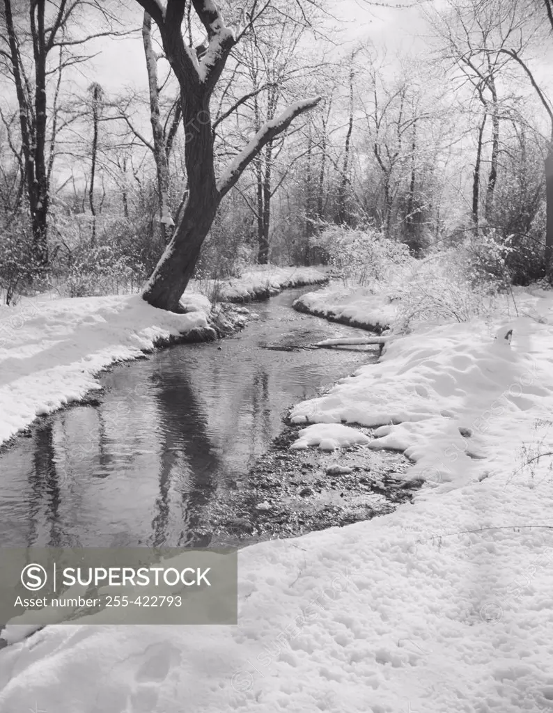 Forest with creek in winter