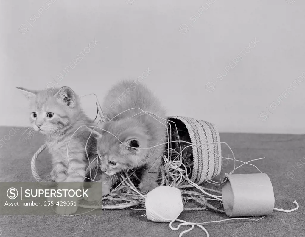 Two kittens in overturned sewing basket
