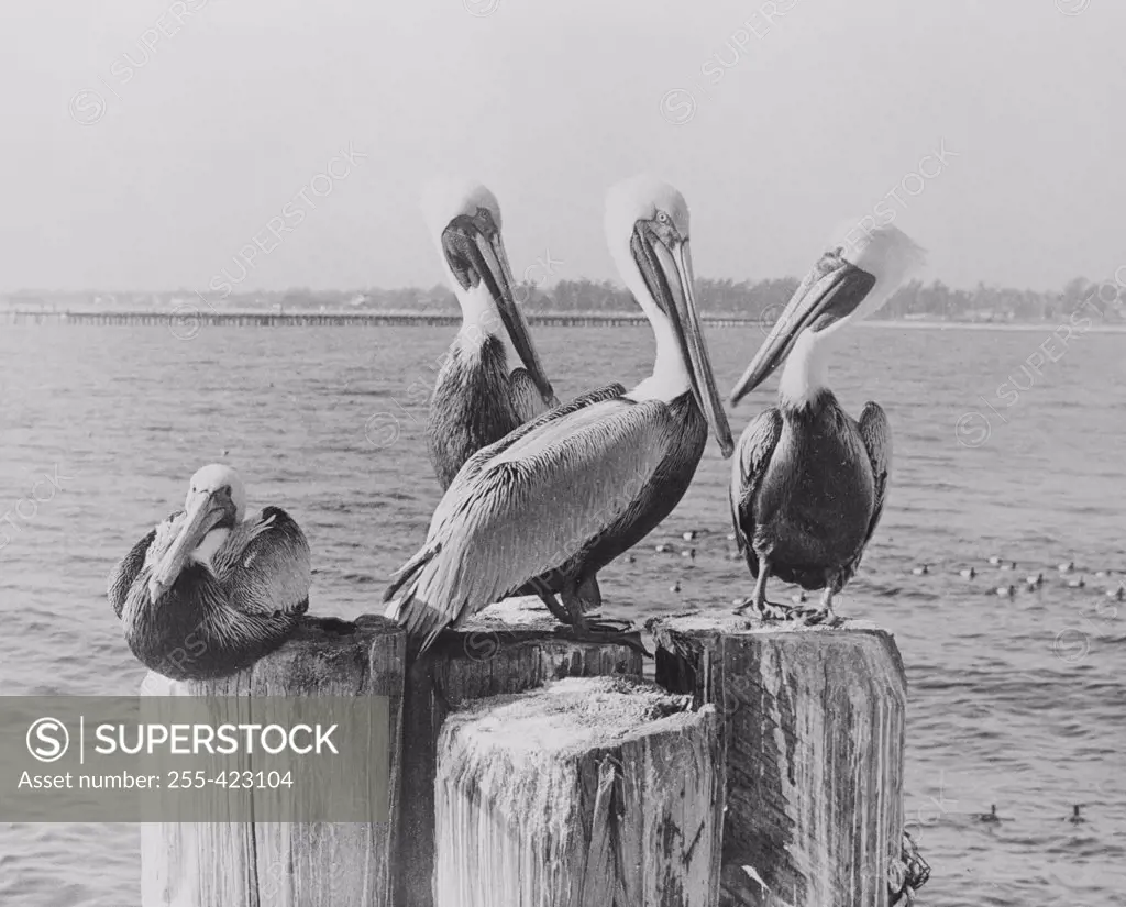 USA, Florida, Pelicans standing on dock post