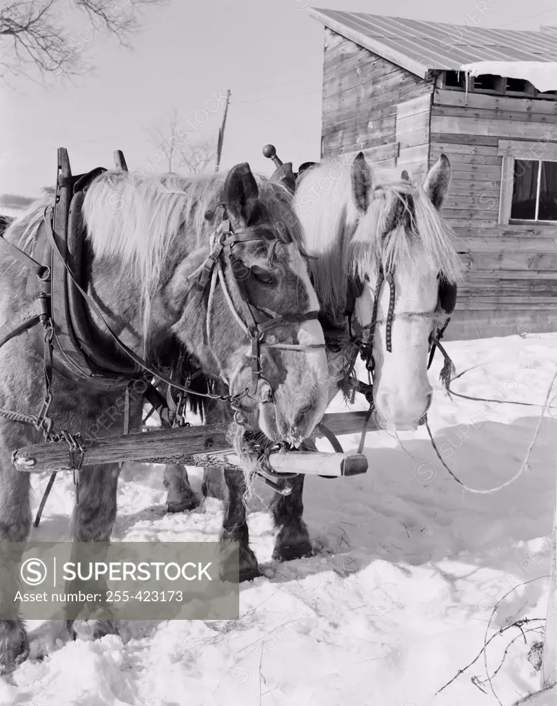 USA, Vermont, Graniteville, horses in snow