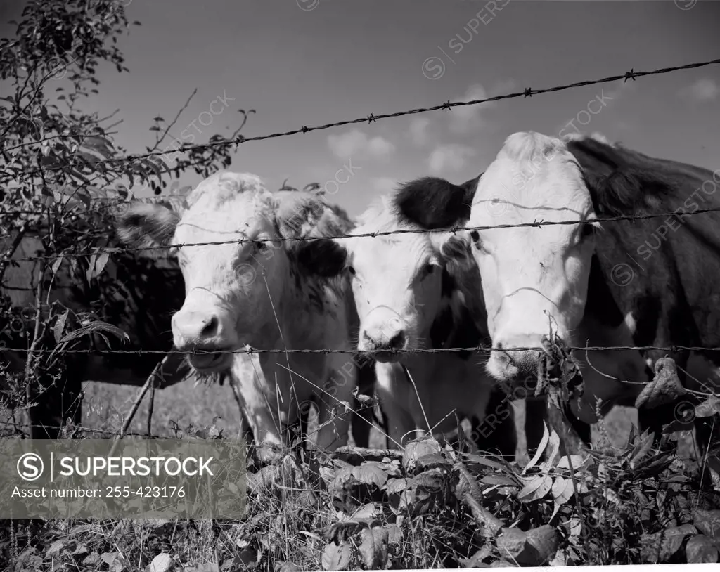USA, Virginia, near Wytheville, cows on pasture