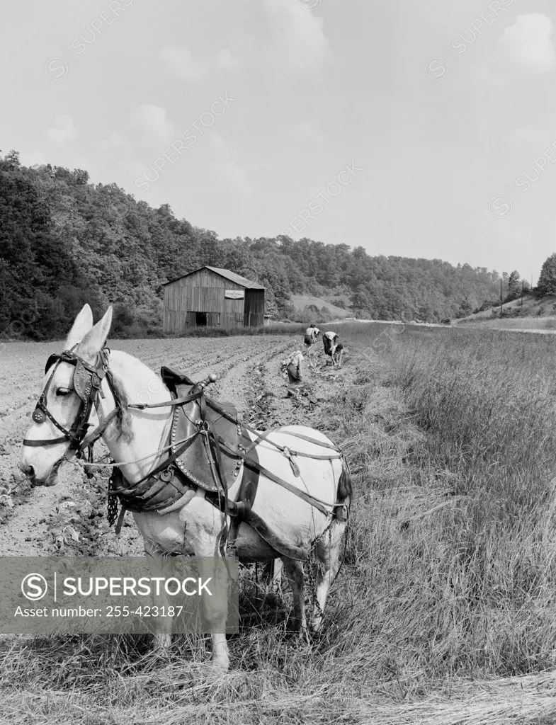 USA, Kentucky, Jackson, tobacco planting