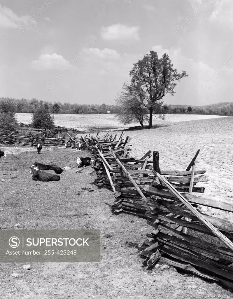 USA, Virginia, Warrenton, Calves and cattle with rustic fence