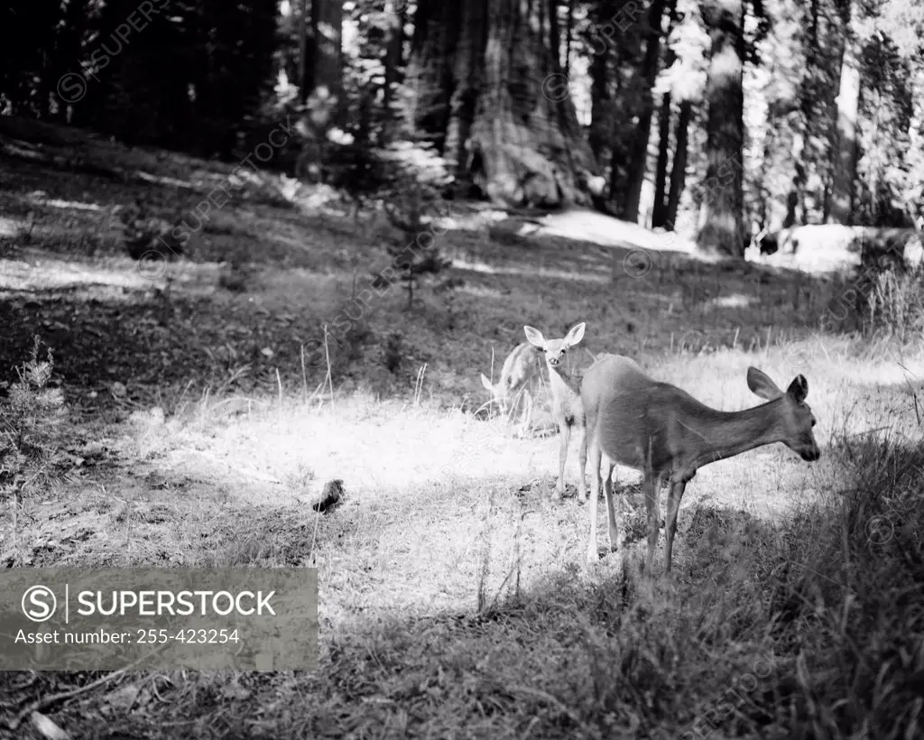 USA, California, Yosemite National Park, Deer with twin fawns