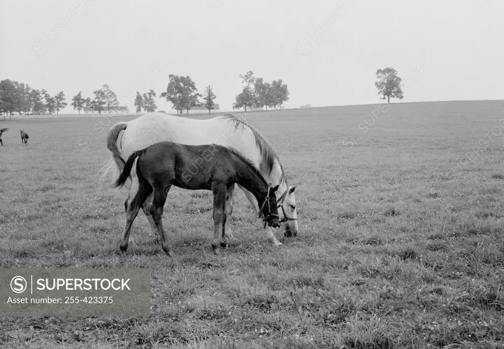 USA, Kentucky, horses grazing in field