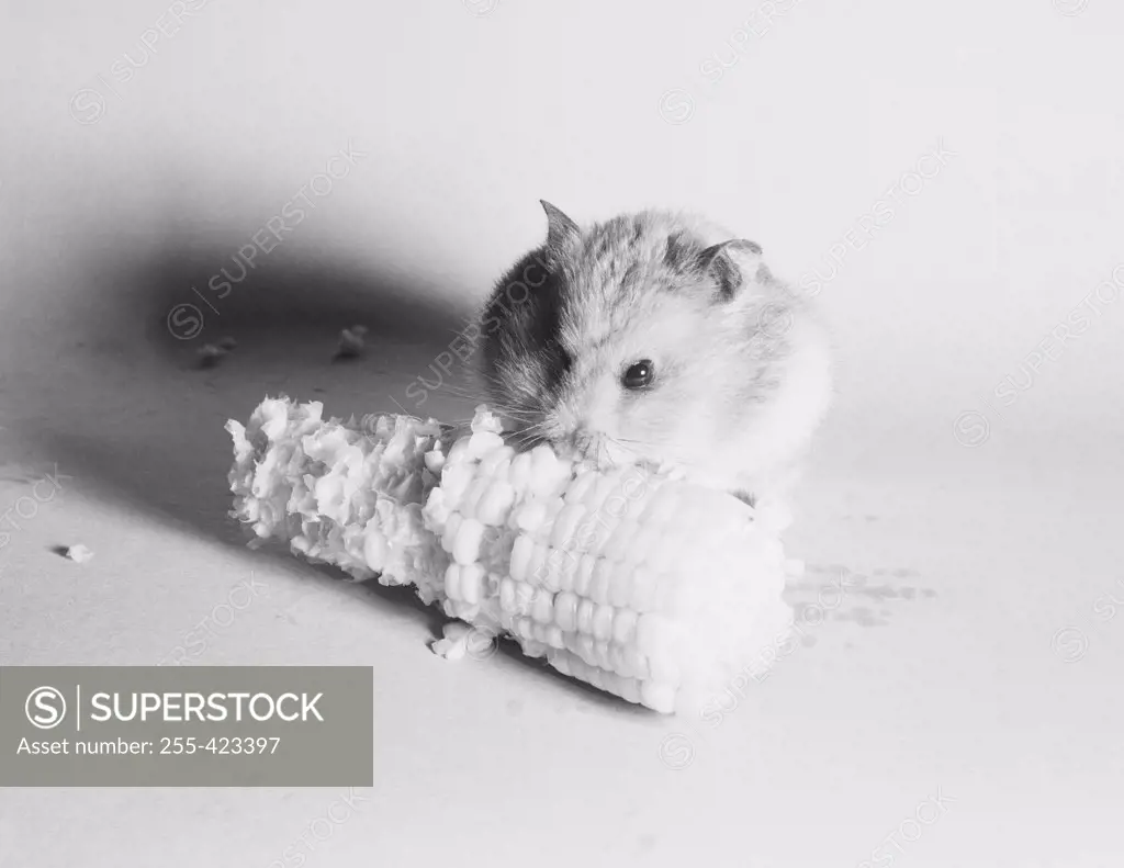 Syrian hamster eating corn on the cob