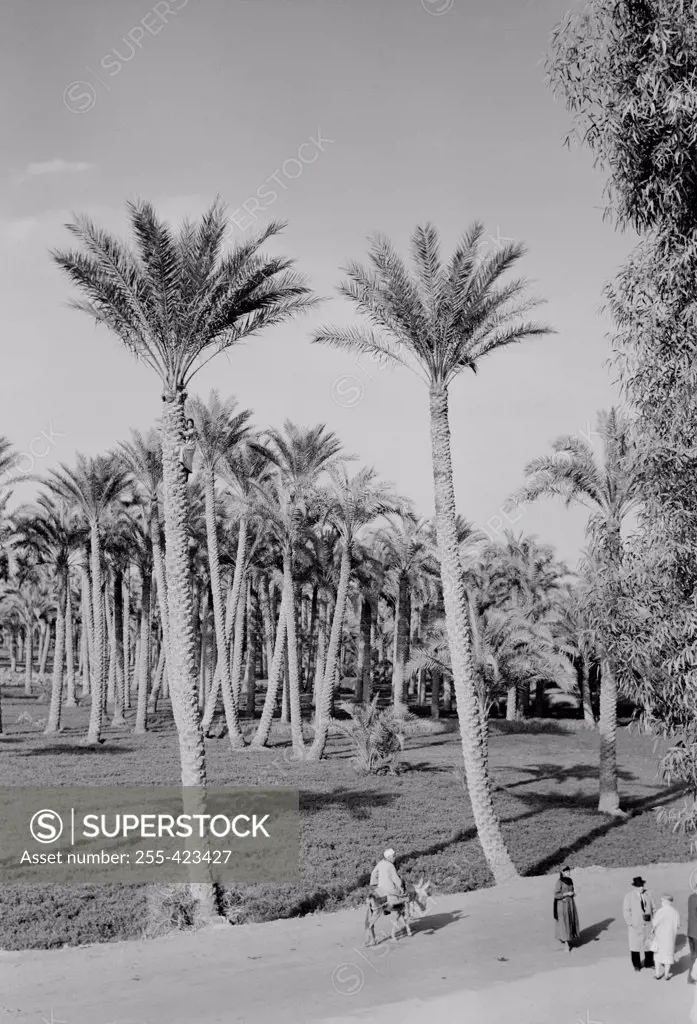 Egypt, Memphis, People near palm trees