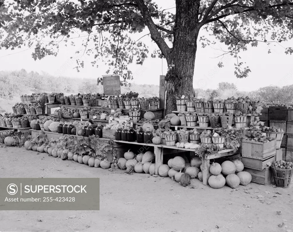 USA, New Hampshire, Roadside fruit and vegetable stall