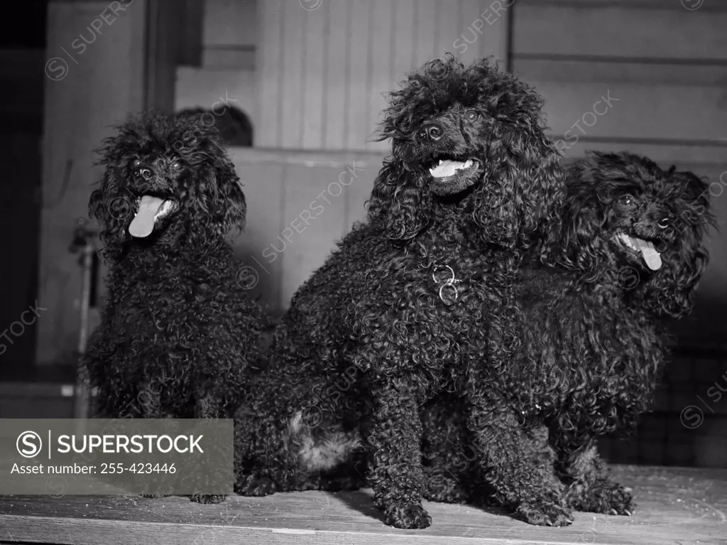 Three black French poodles