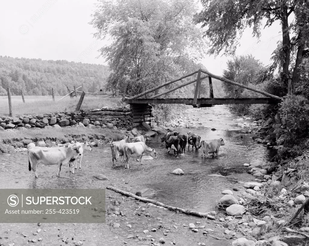 USA, Vermont, cows by riverbank