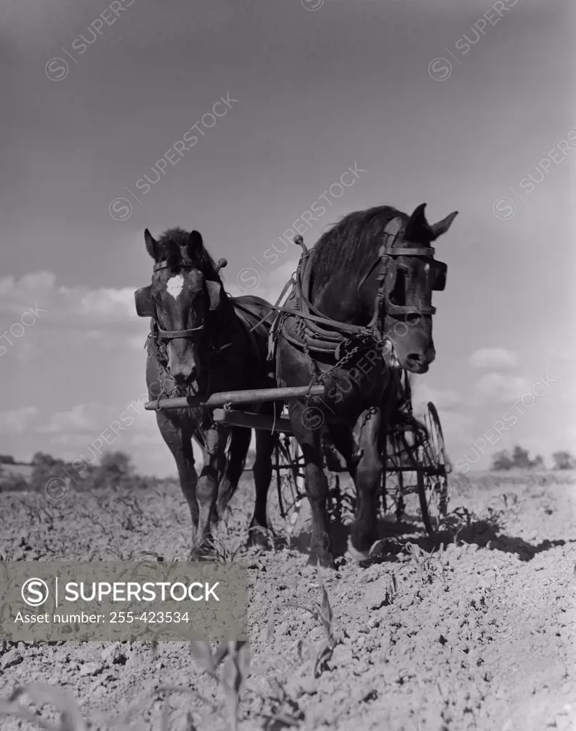 USA, Pennsylvania, Lancaster County, horses on field