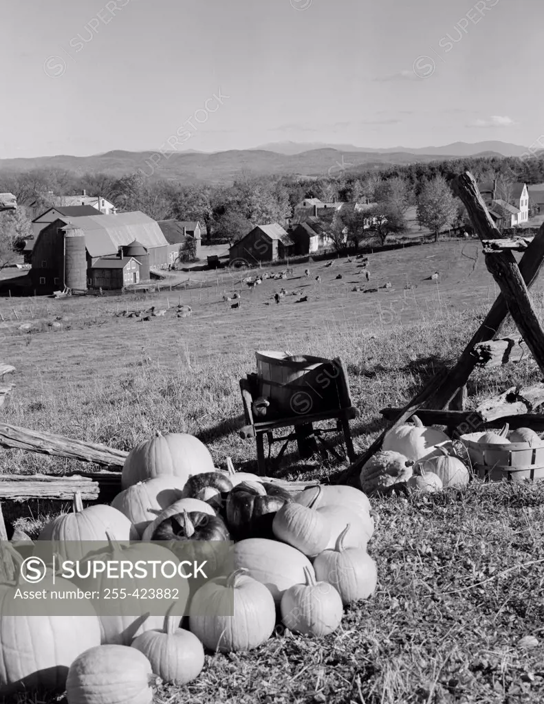 USA, Vermont, Caledonia County, Peacham, Pumpkins and agricultural buildings in the background