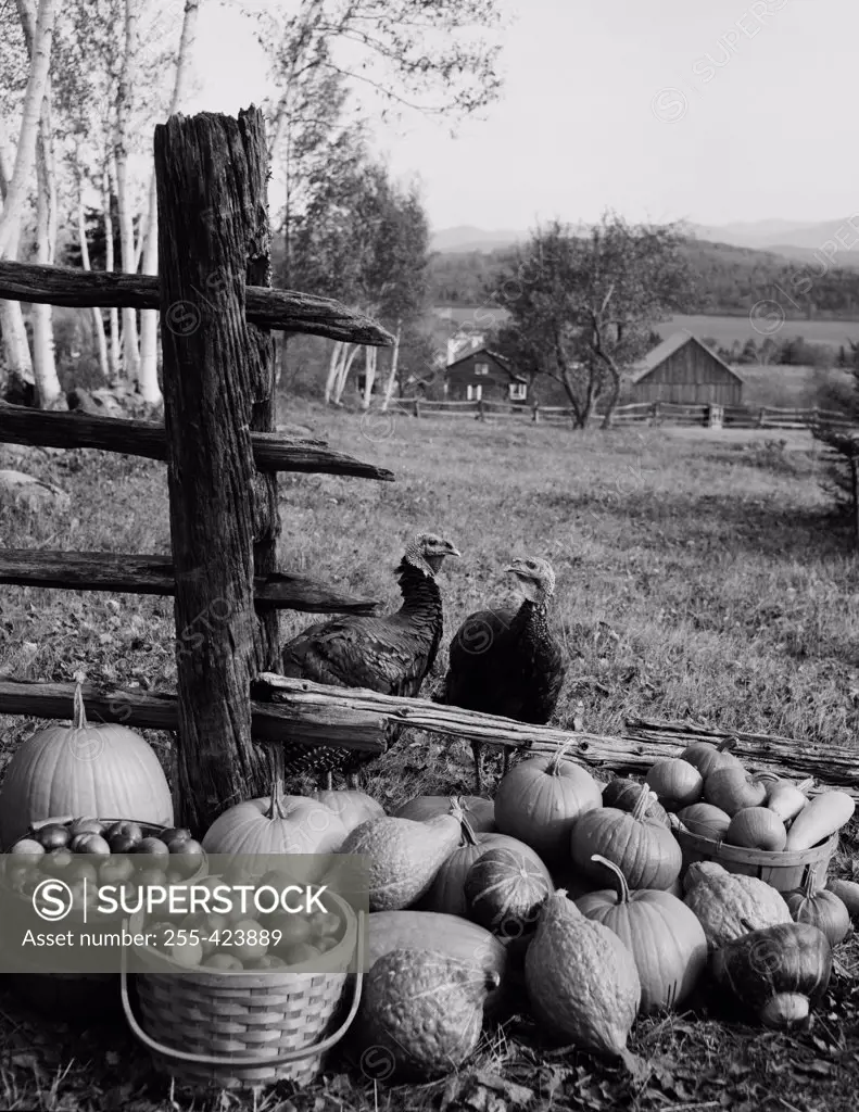 Turkeys standing near pumpkins and apples in baskets
