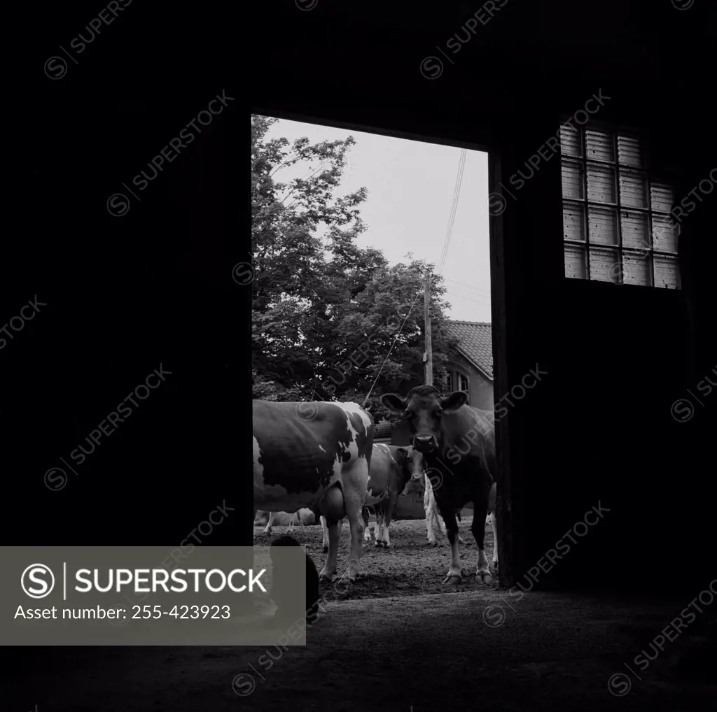 Cow looking into barn