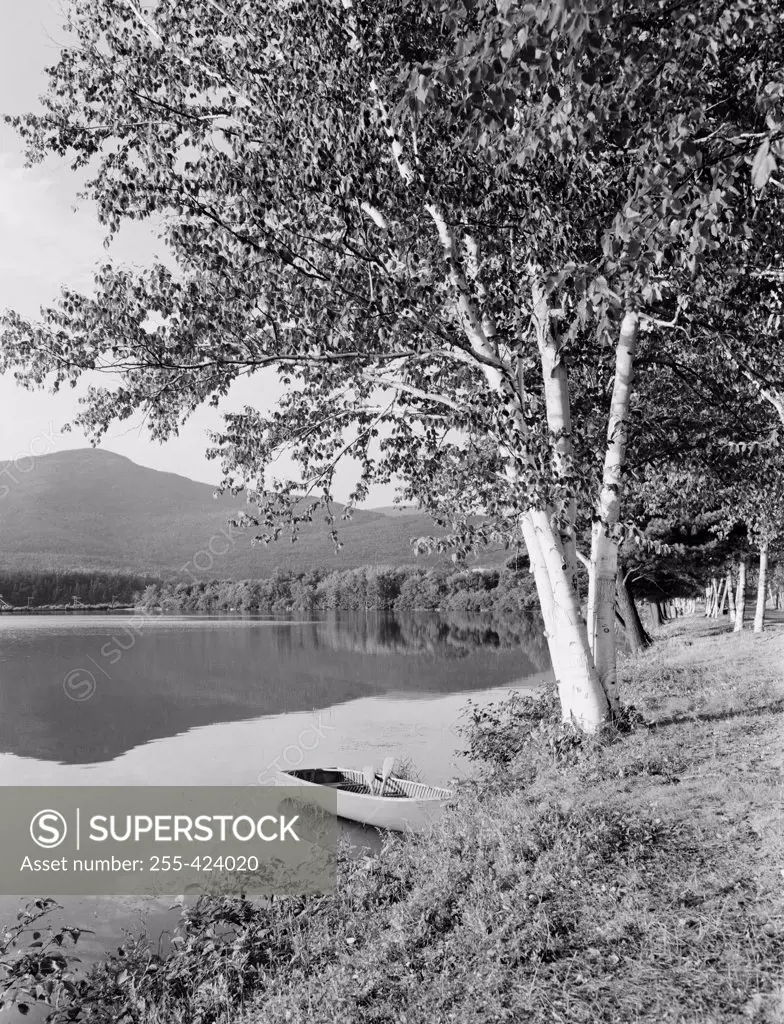 USA, New Hampshire, Shelburne, Androscoggin Lake, birches and boat in water