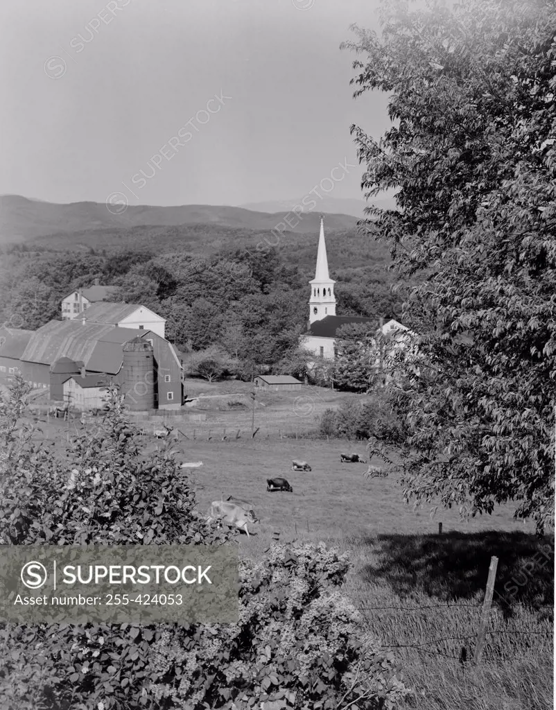USA, Vermont, Peacham, pastoral scene with lilacs and wild cherries in foreground