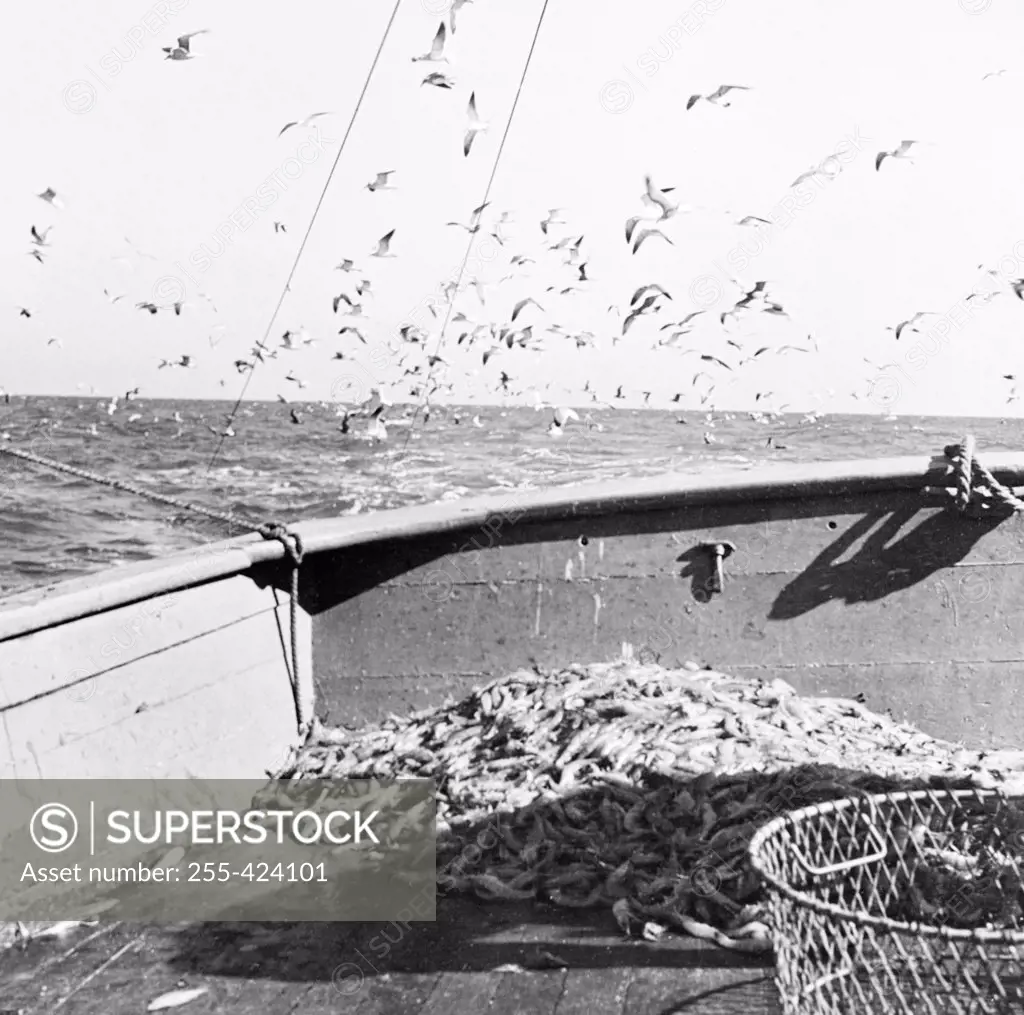 Sea gulls flying over shrimp on boat