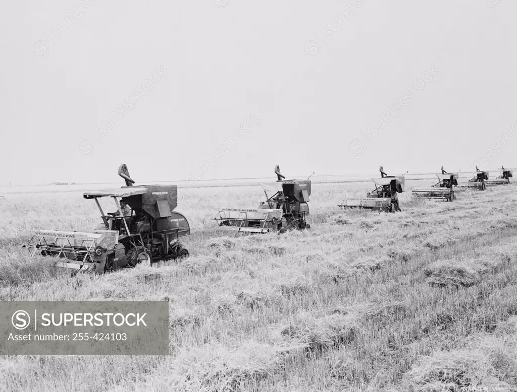 Row of combine harvesters in wheat field