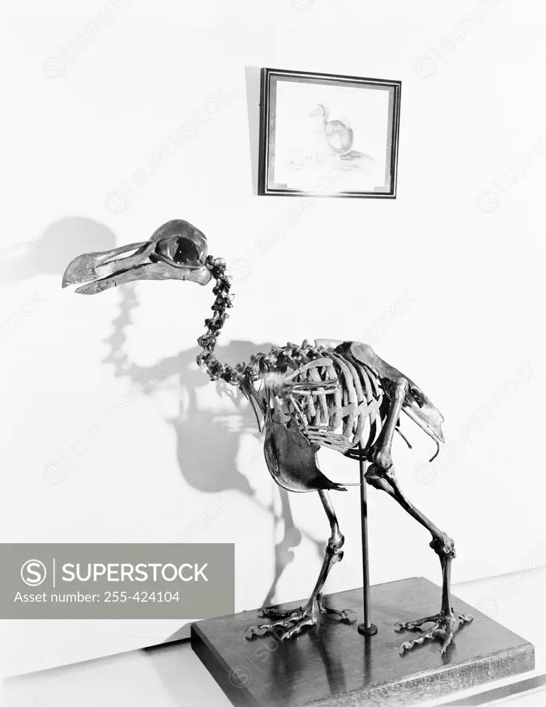 USA, Washington DC, Skeleton of extinct dodo at Smithsonian Institute