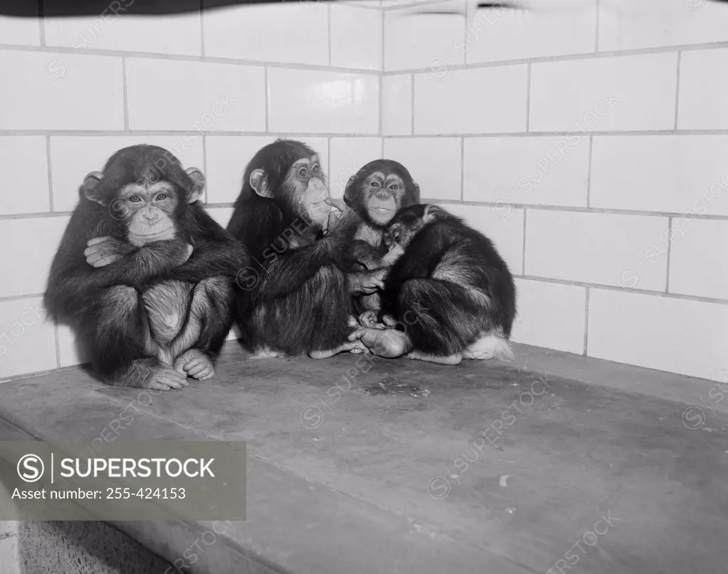 USA, New York State, New York City, Common Chimpanzees (Pan troglodytes) relaxing at Bronx Zoo